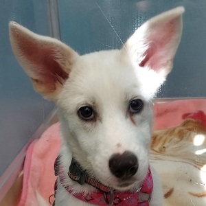 Team Page: Team Dogs